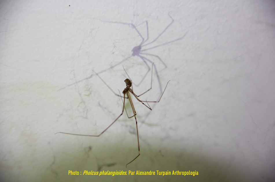 Pholcus%20phalangioides%202%20le%CC%81gende%CC%81